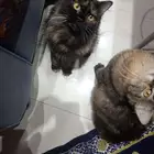 قطتين بعرق ماين كون غير معقمين ذكر وانثى للبيع