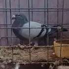 ذكر زاجل