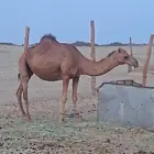 ناقه