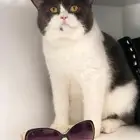 قطه للتبني