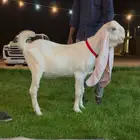 جفار هولنديه خصم. لاهل الزين