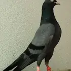 حمام باكستاني توووب