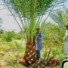 نخل مثمر للبيع عربي واشنطني صقعي غر روثانا ونانه عجوه منيفي