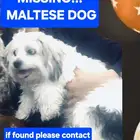 LOST MALTESSE DOG