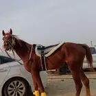 خيل شعبي العمر 5 سنوات التواصل