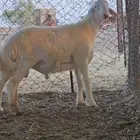 مشروع فحل تم البيع