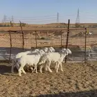 خرفان حري