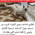 قطه مفقوده حي الزهره