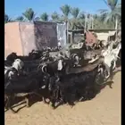 مراح معزي 60 راس