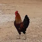 ديك فحل شرط