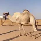 فحل سوداني VIP