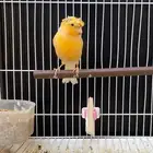 ذكر كناري سوري