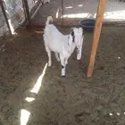 تيس للبيع الخرج