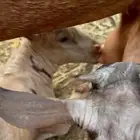تيوس عمانيه