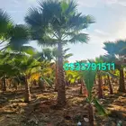 نخل واشنطني زينه