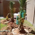 نخل مثمر نخيل زينه واشنطني جثايث اخلاص سكري برحي صقعي مجدول