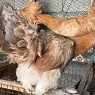 دجاج براهما