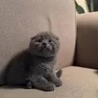 قطط سكوتش فولد وستريت للبيع