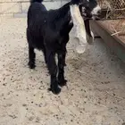 جفره عارضيه معرفه