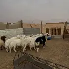 ذبايح حري نعيمي و نجدي