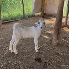 تيس لباني