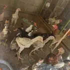 بط بلدي و دجاج فارسي و دجاج وبلدي