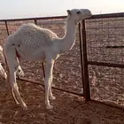 حاشي