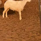 رخل حرية