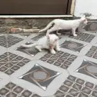 شرقيه