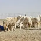 غنم حرية صنف جرم ووبرة