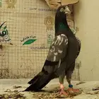 حمام باكستاني توووب