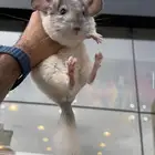 شانشيلا جميع الالوان