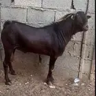 تيس ادهم ادبس جامع شبب