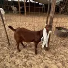 جفرة هولنده صنف