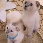 قطط سكوتش
