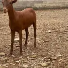 خبشه