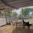 تيوس لبانية
