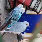 طيور الحب