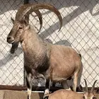 معزا حص جنوبيات لون الصيد هجين وعل مهجن