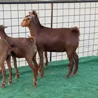 تم البيع جفار محايليه بنات ولد كلهاري فواخر مقاني