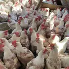 دجاج امهات