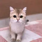 انثى قولد ستريت