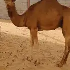 قعود مفرود كفوو سليم من جميع الامراض