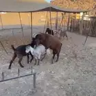 تبوك