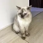 قطه للتبني