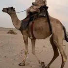 ركبي طايع مشروط وسنه ثني