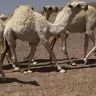 للبيع الحوار الكفووو