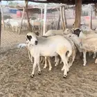 فحل مشروط