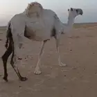 الناقه الوضحا اللقحه منتج