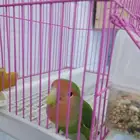 أنثى روز منتجه